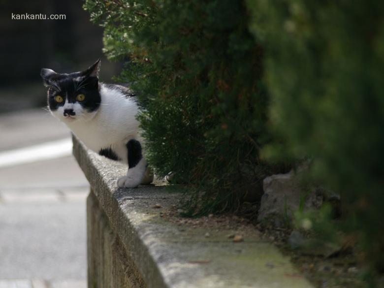 可爱小猫