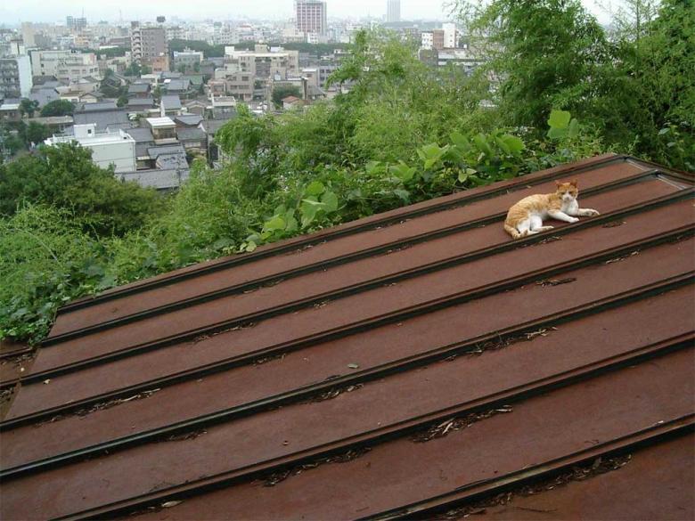 可爱小猫