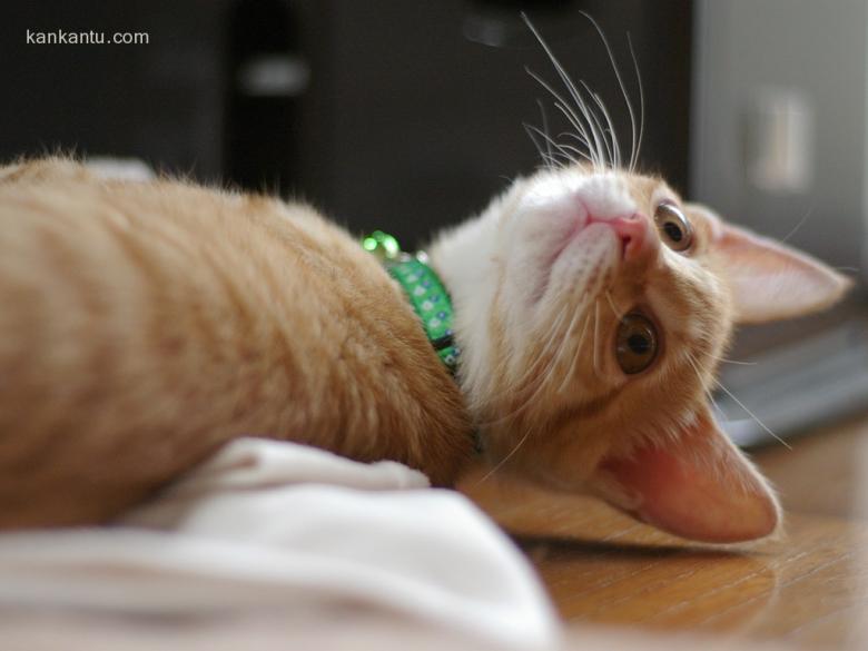 可爱小猫