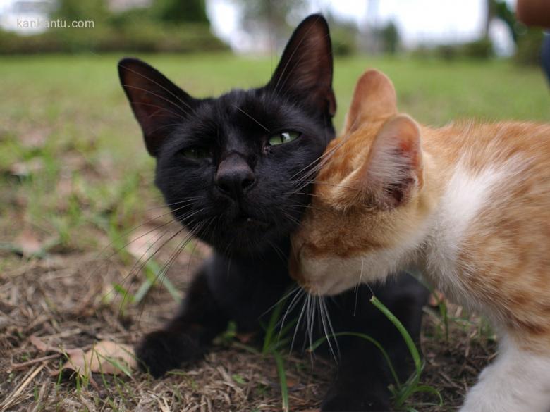 可爱小猫