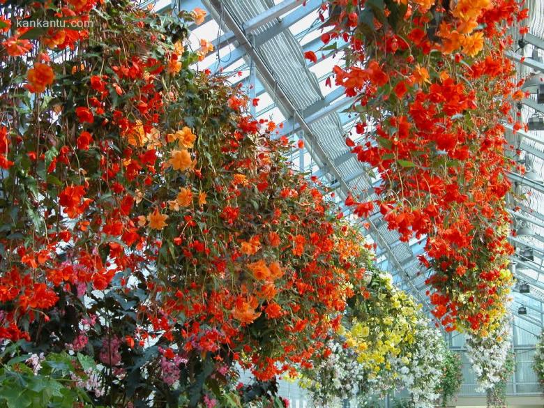 鲜花满园