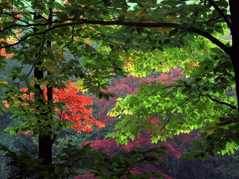 斑斓秋天 桌面