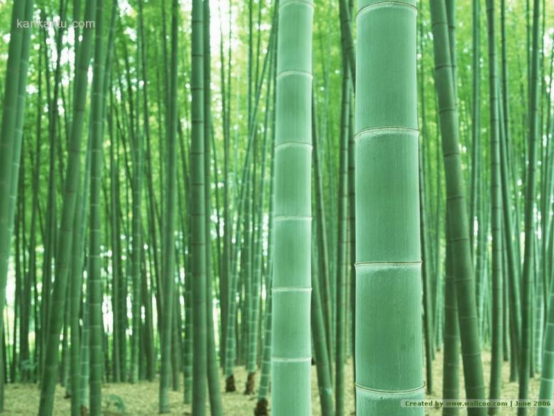 竹林深处