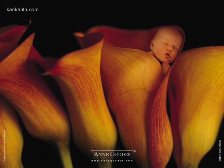 AnneBaby壁纸