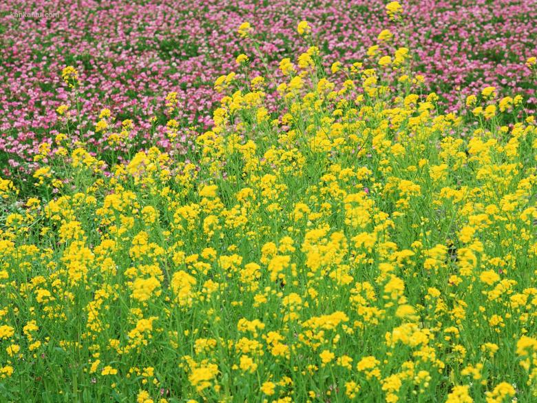 油菜花写真