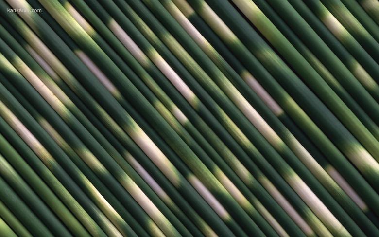 叶脉写真 20寸宽屏壁纸