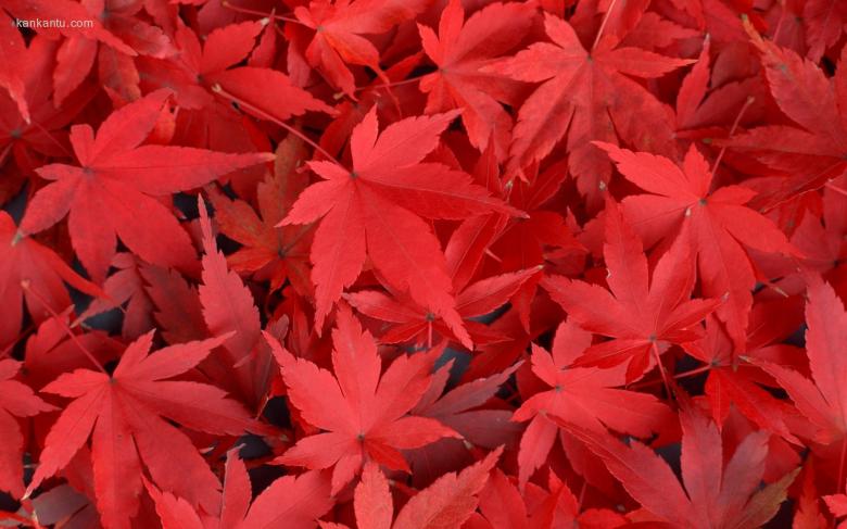 叶脉写真 20寸宽屏壁纸