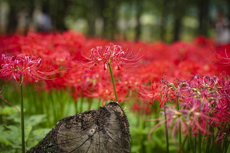 蟑螂花