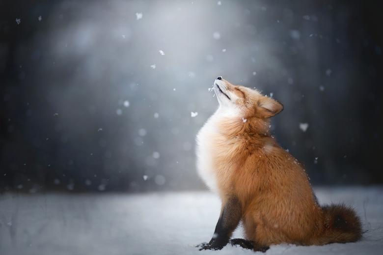 狐狸