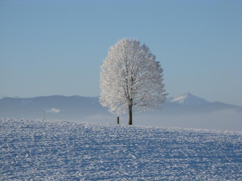 雪景