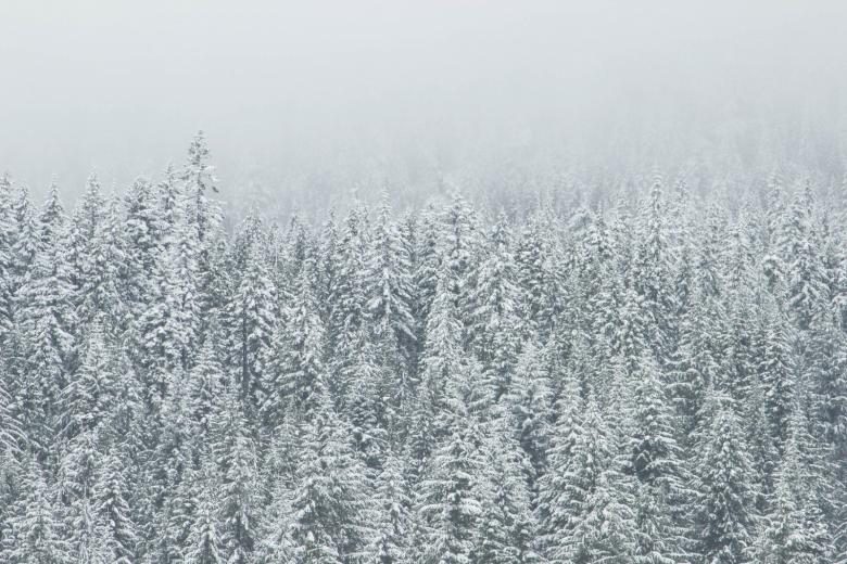 雪景