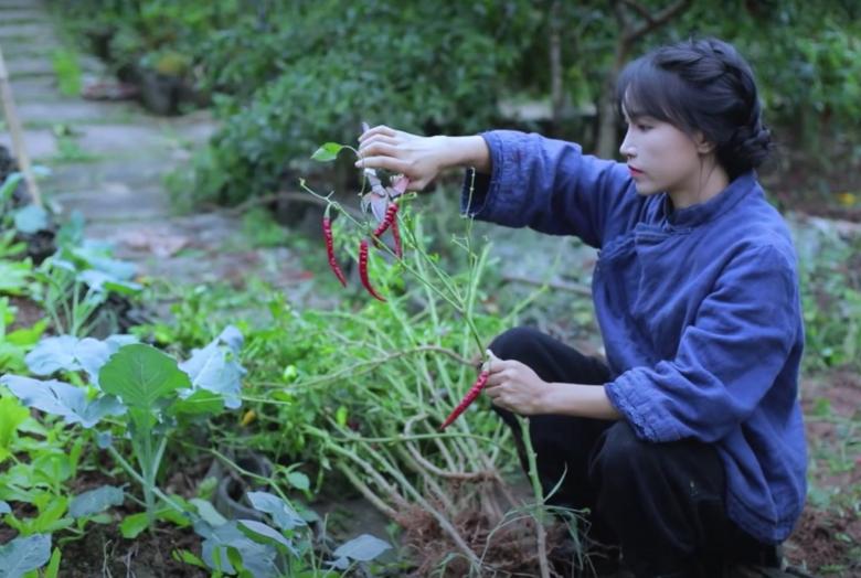 网红李子柒