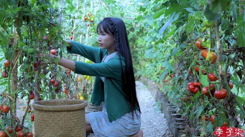 网红李子柒