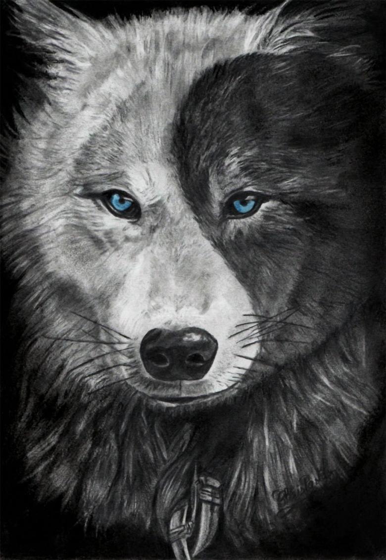 铅笔素描：狼