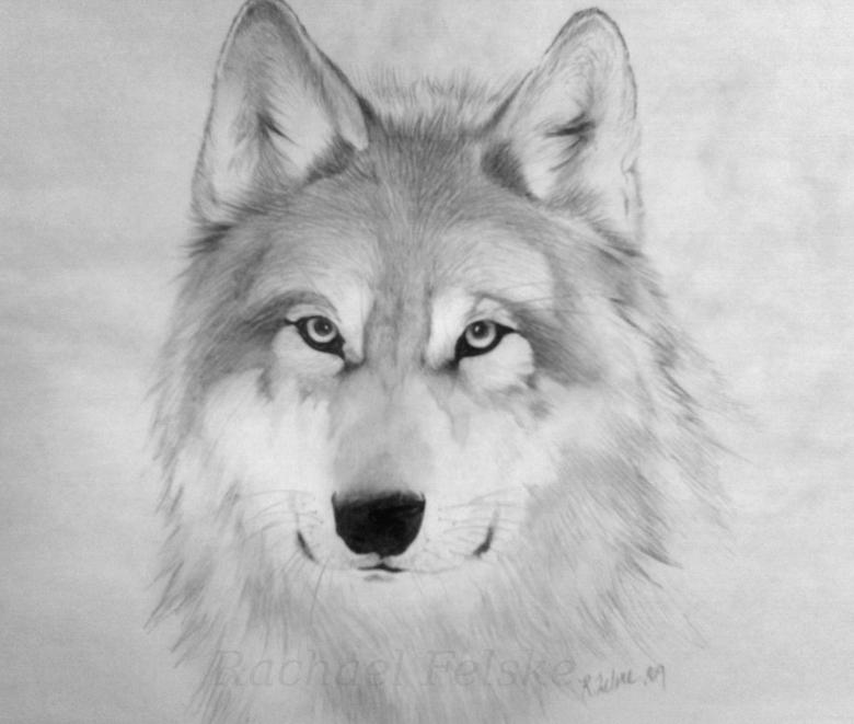 铅笔素描：狼