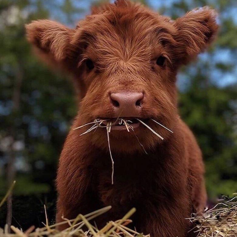 可爱的小牛犊