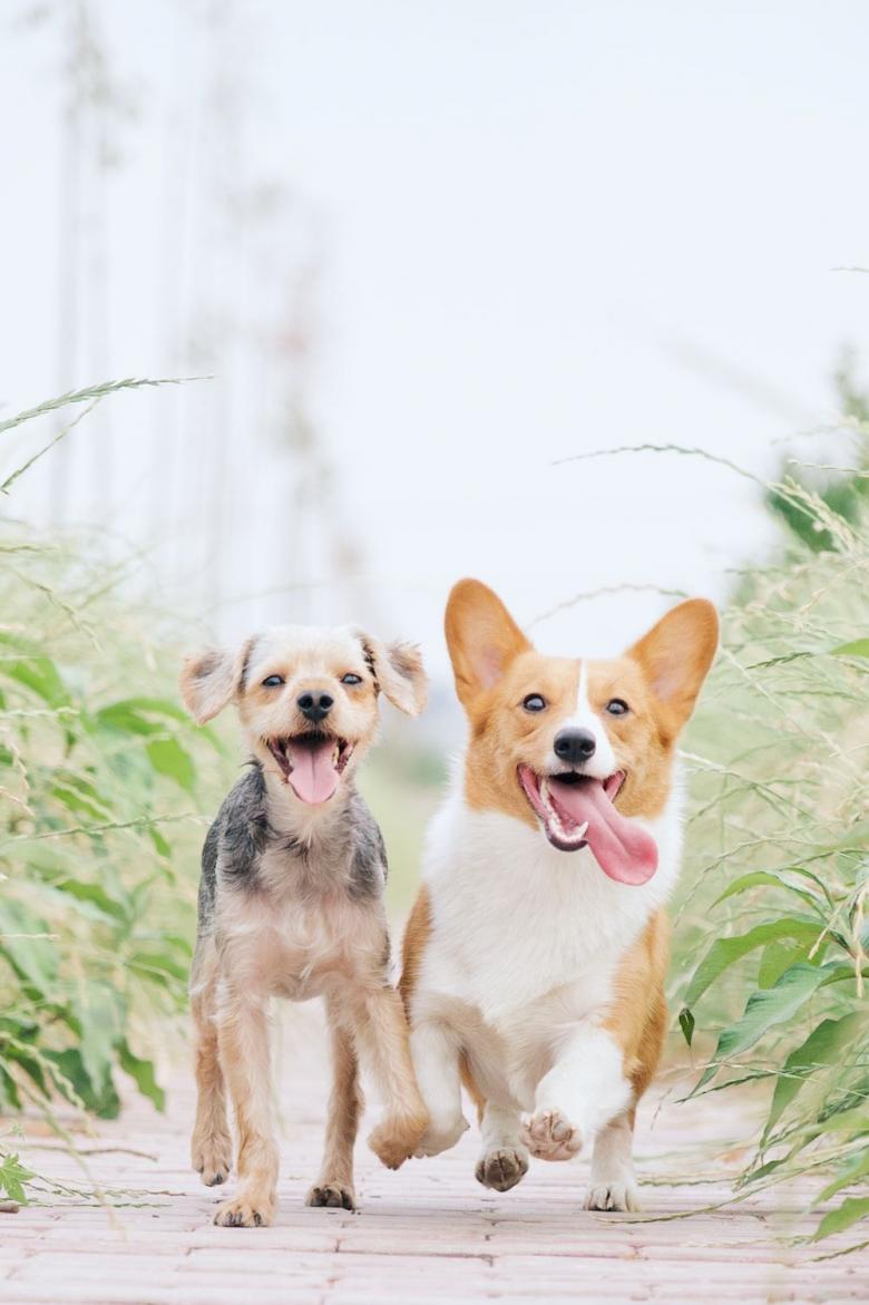 柯基犬