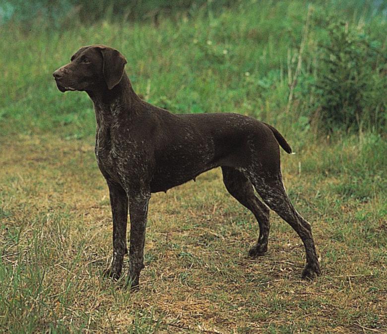 德国短毛指示犬