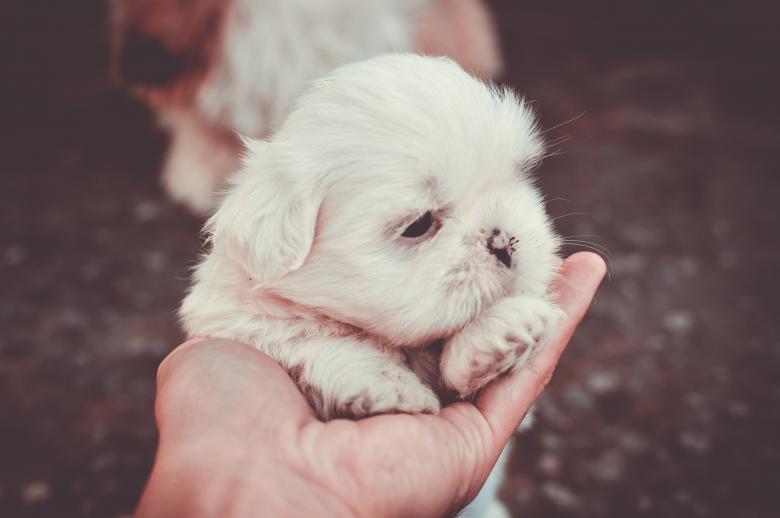 西施犬