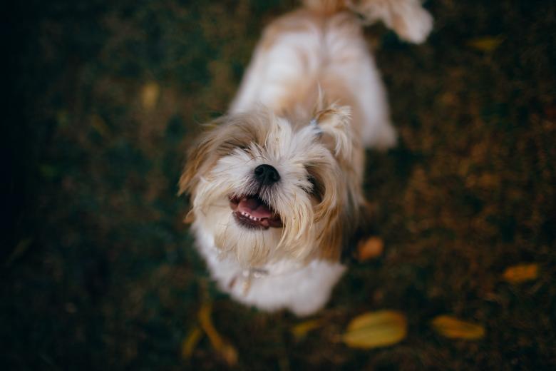 西施犬