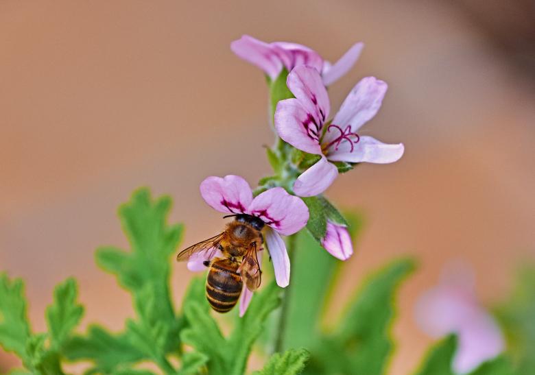 蜜蜂