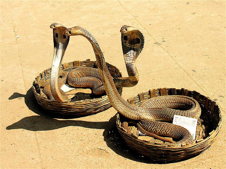 眼镜蛇