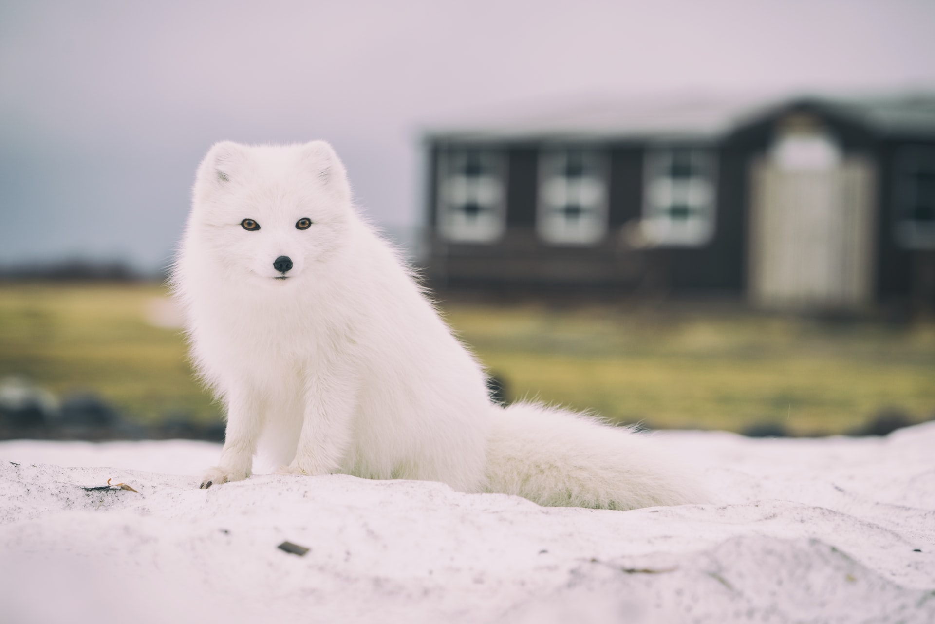 世界珍稀动物--北极狐