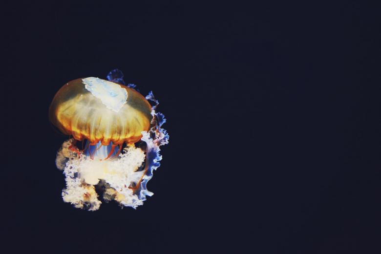 水母