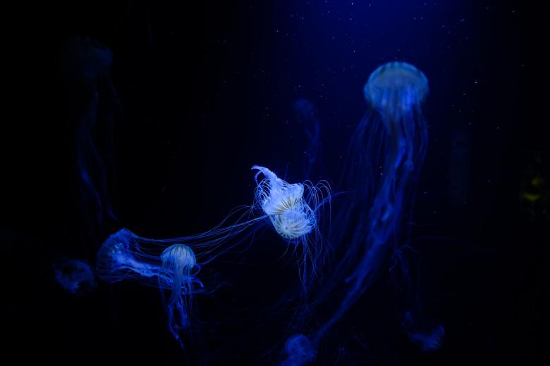 水母